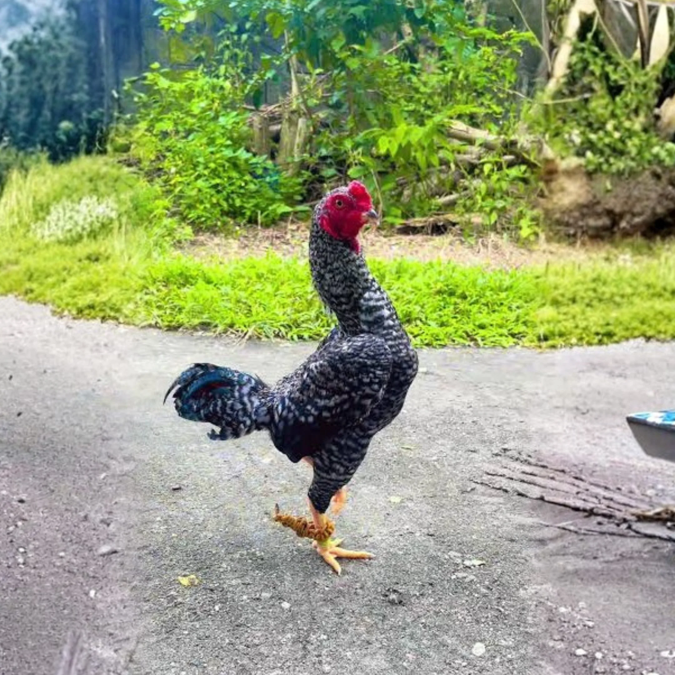 Bantam Aseel