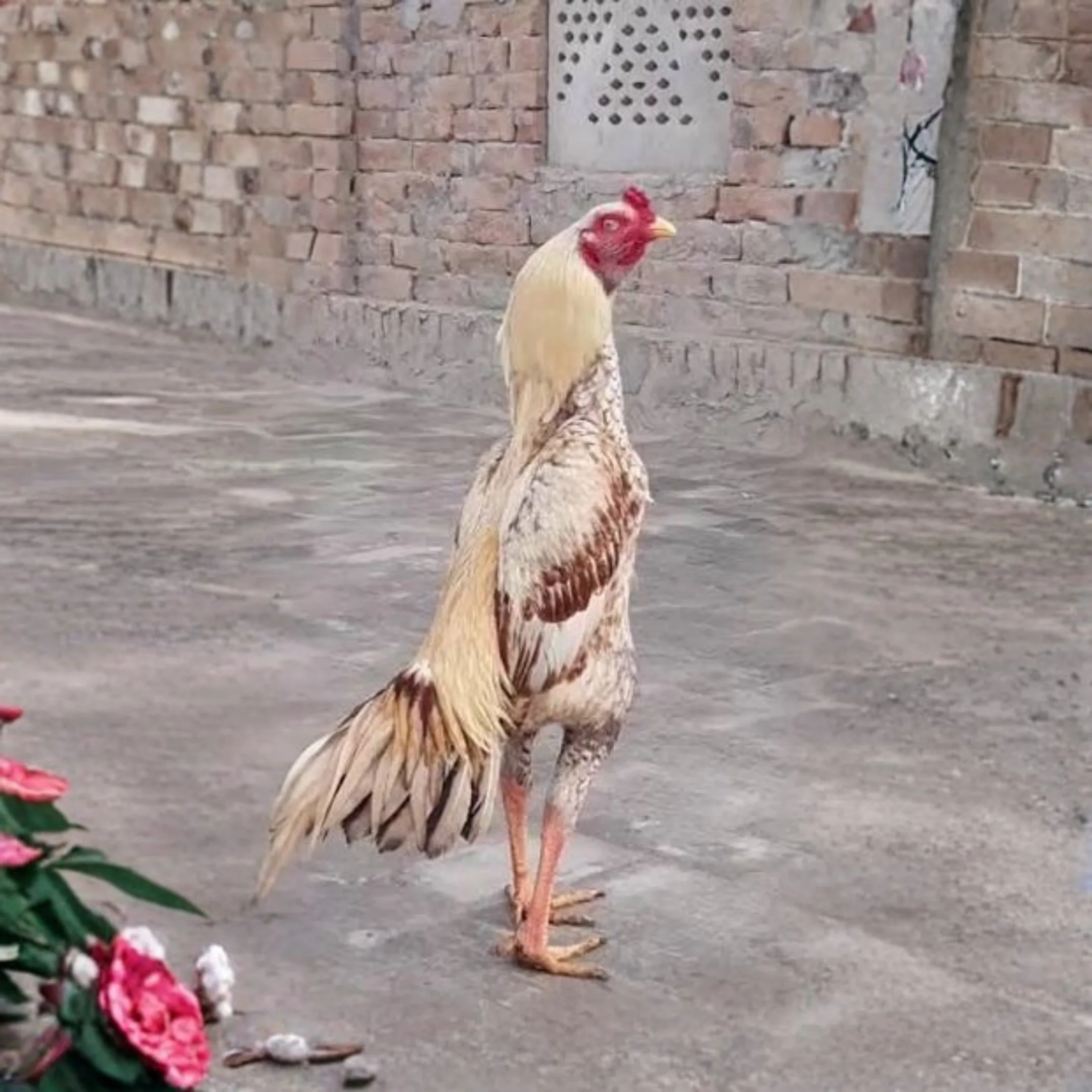 Sindhi Aseel