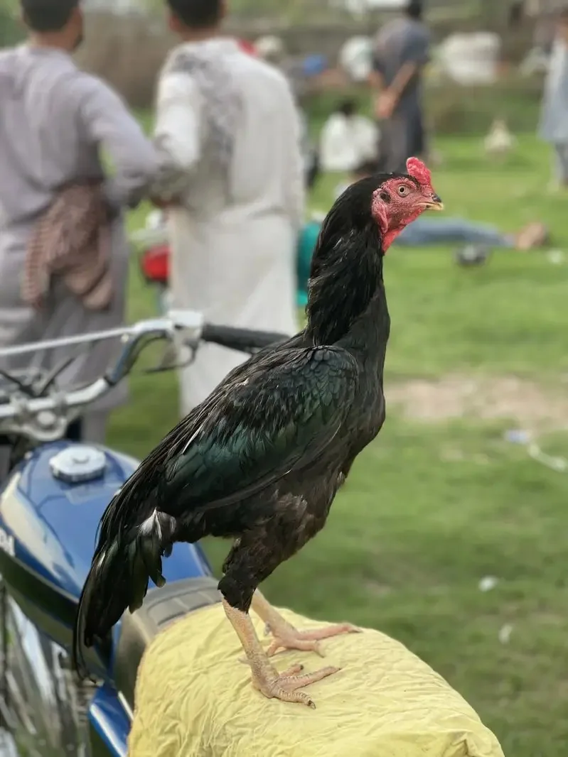 Aseel lassani Mushka murga image 1