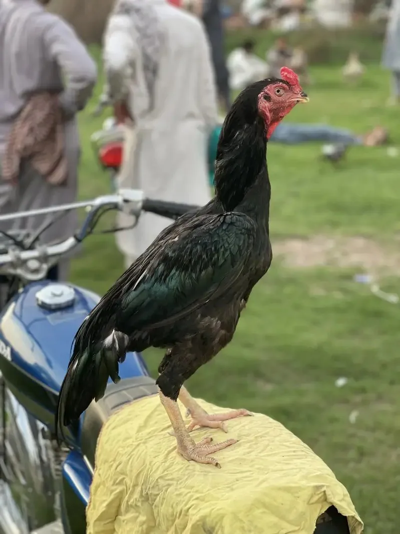 Aseel lassani Mushka murga image 2