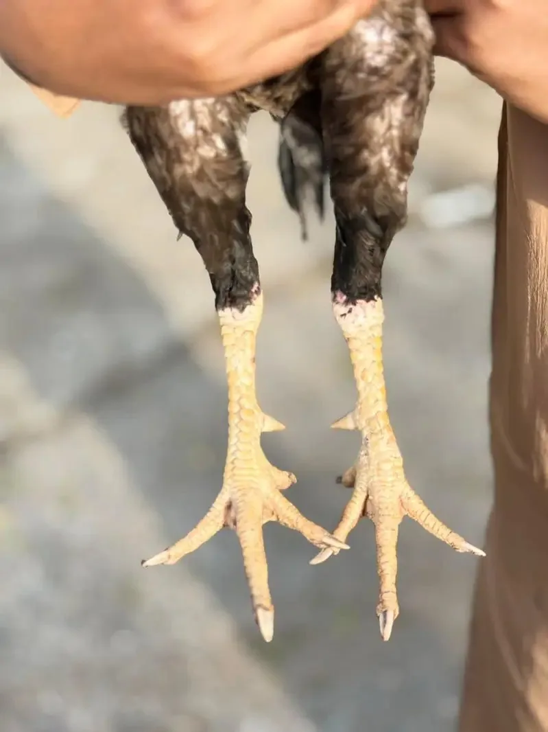 Aseel breeder pair AVAILABLE fullscreen image 4