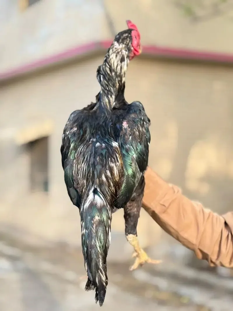 Aseel breeder pair AVAILABLE fullscreen image 1