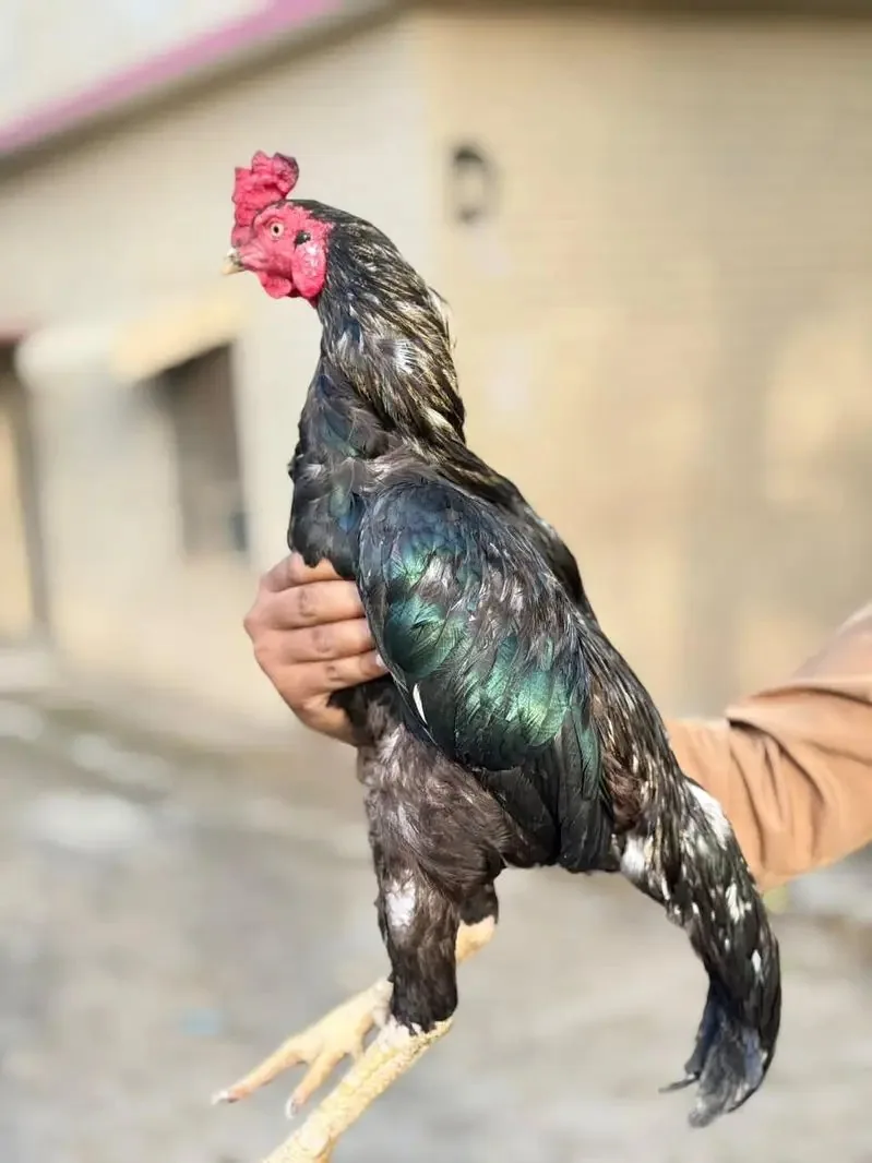 Aseel breeder pair AVAILABLE fullscreen image 2