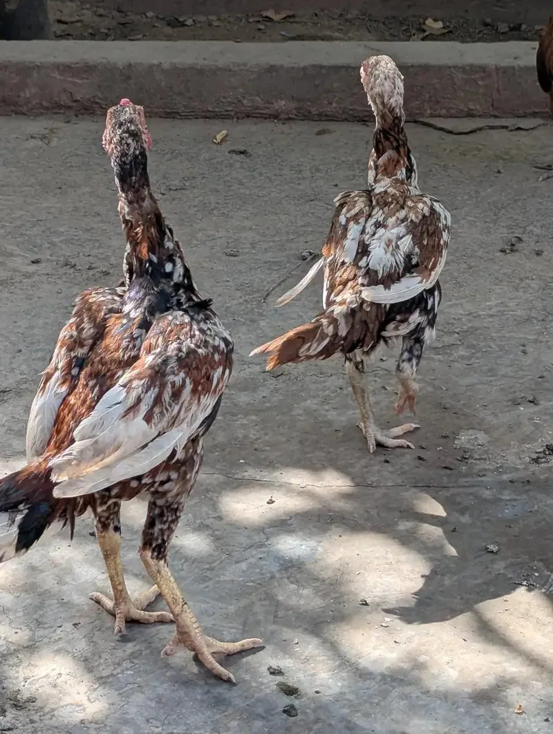 Sindhi Aseel Pair Egg laying pure white eyes image 3