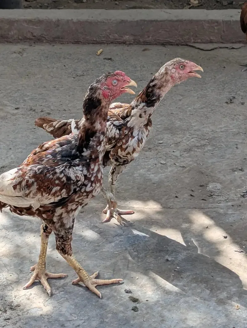 Sindhi Aseel Pair Egg laying pure white eyes image 1