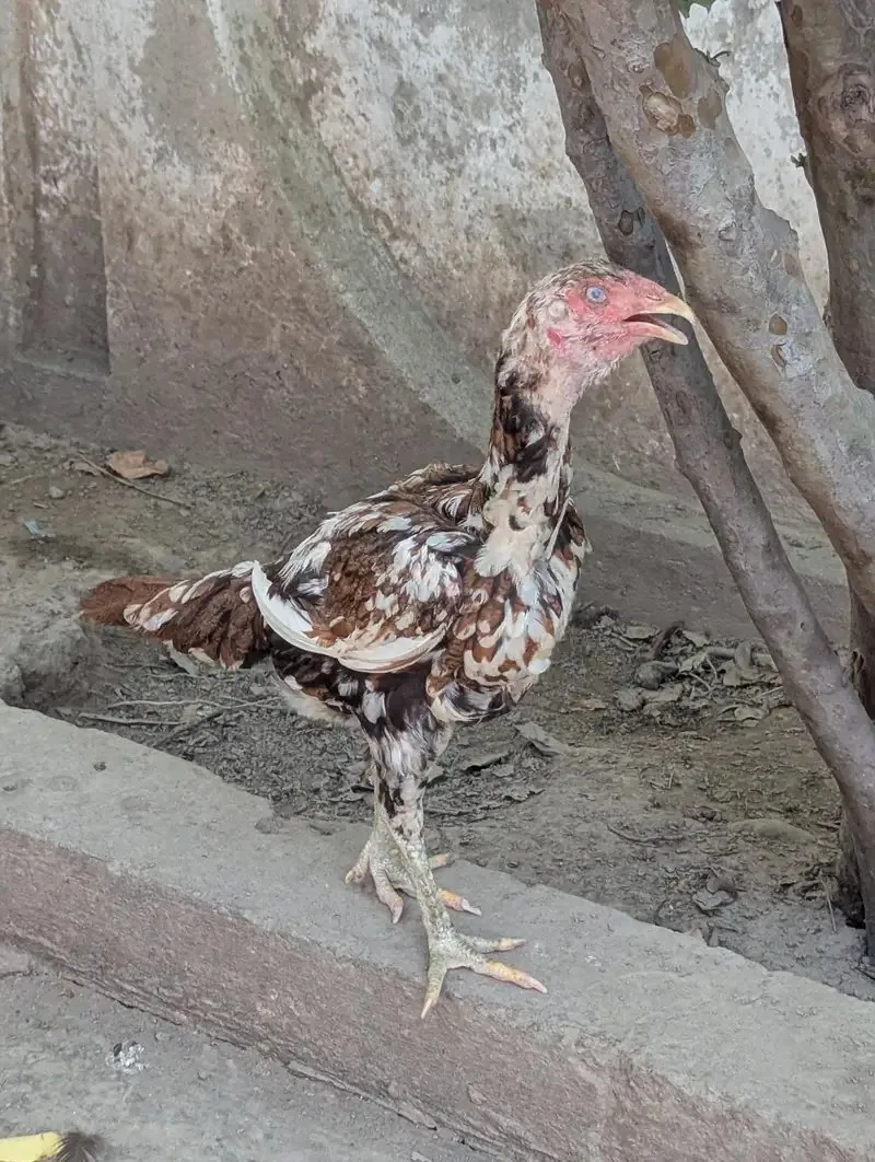 Sindhi Aseel Pair Egg laying pure white eyes image 2