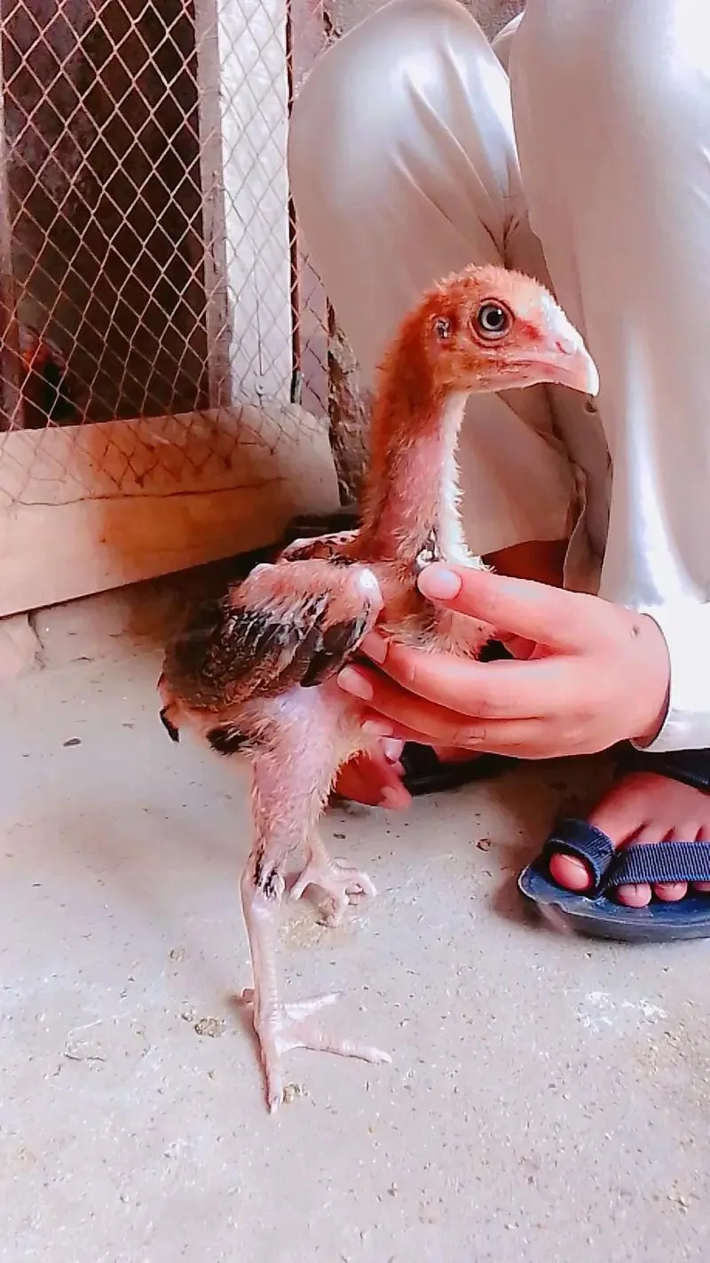sindhi aseel chicks for sale age 2.5 month fullscreen image 1