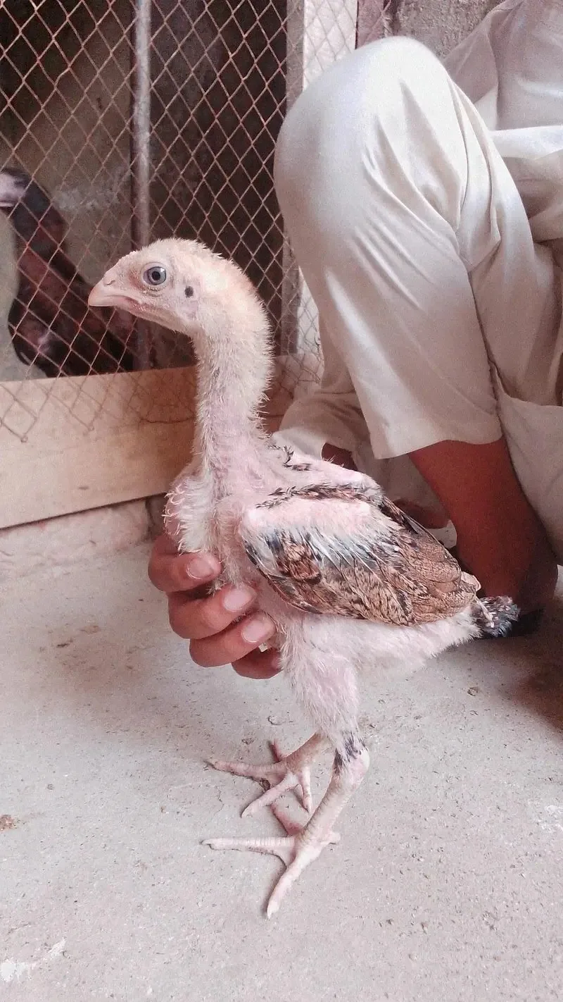 sindhi aseel chicks for sale age 2.5 month fullscreen image 2