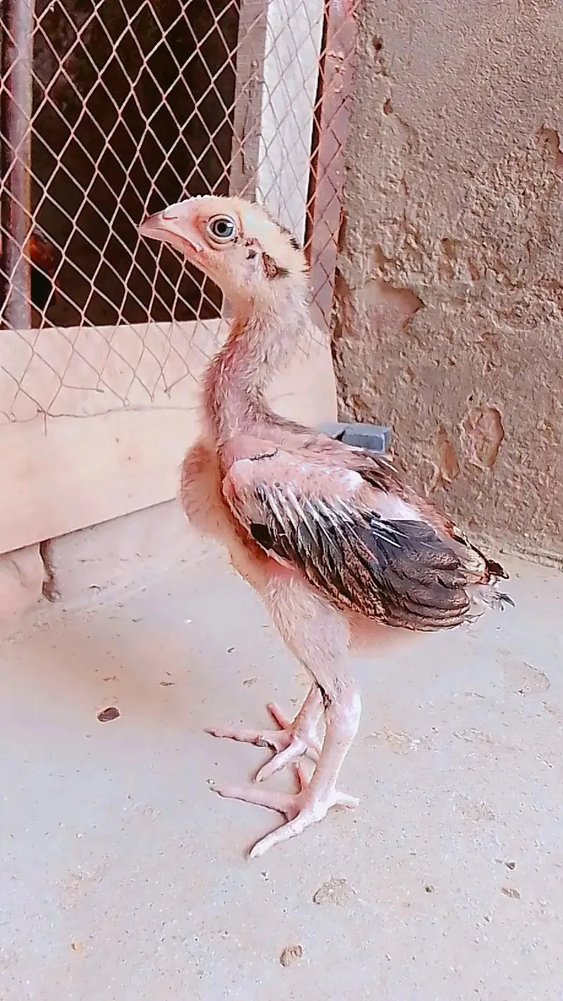 sindhi aseel chicks for sale age 2.5 month fullscreen image 3