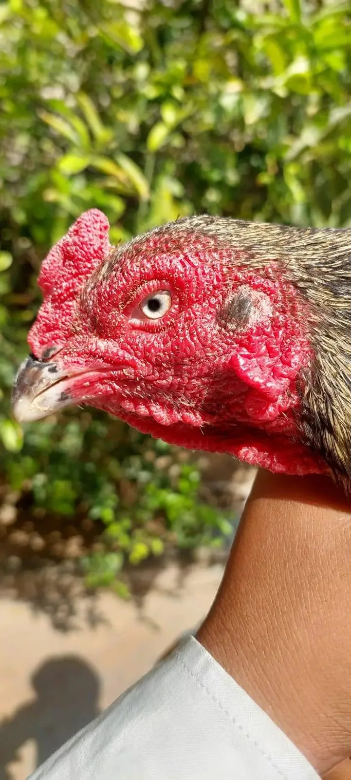 Java Aseel Breed image 2