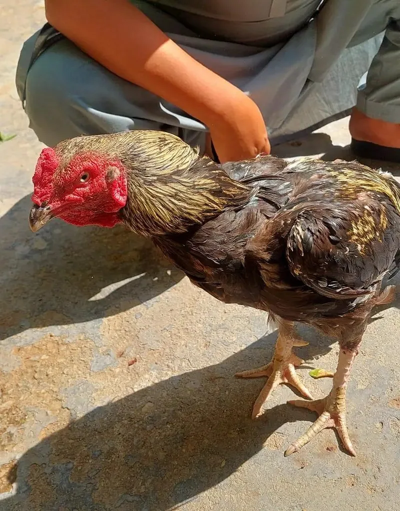 Java Aseel Breed image 4