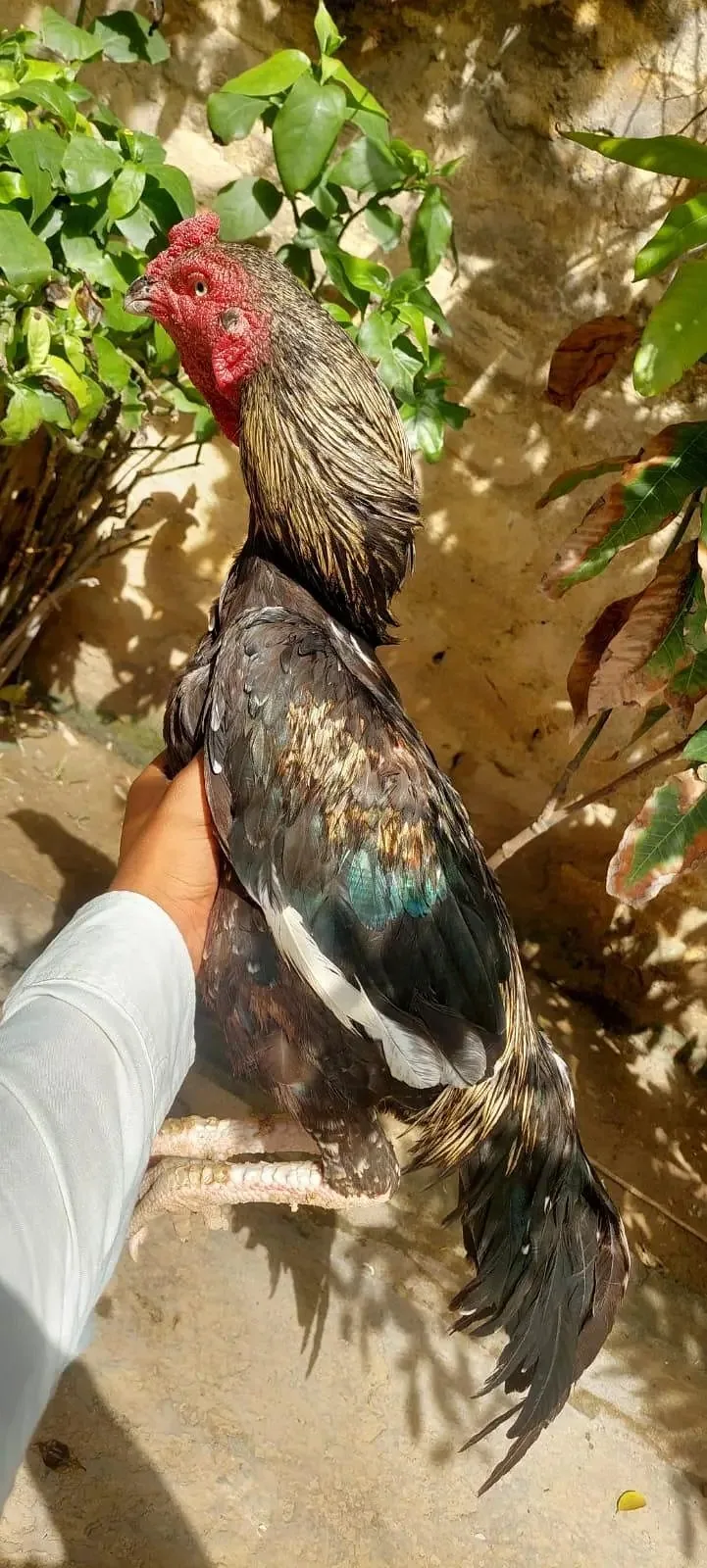 Java Aseel Breed image 1