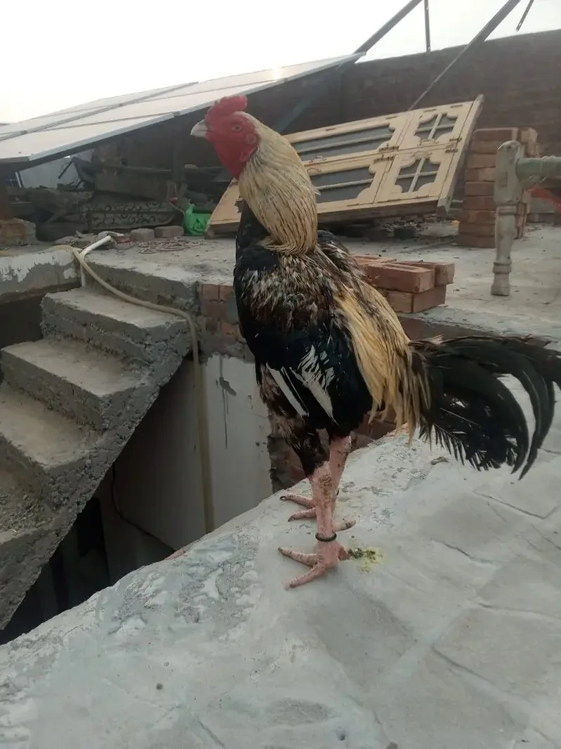 Breeder mianwali aseel murga fullscreen image 2