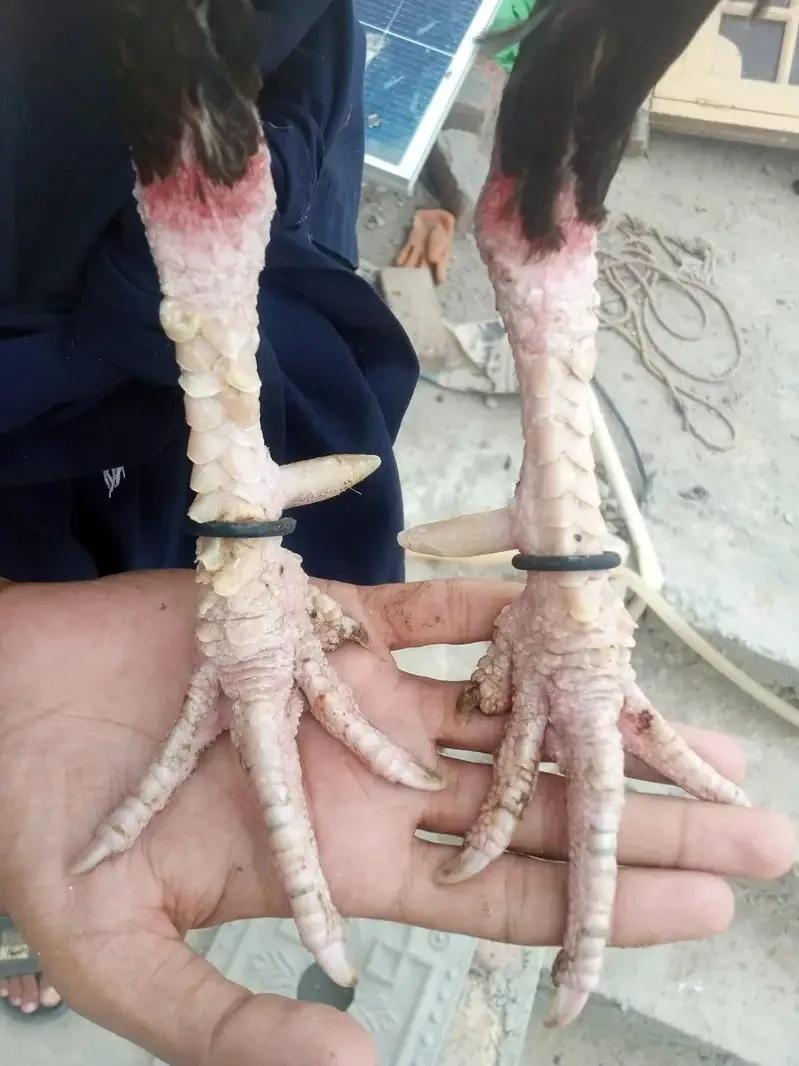 Breeder mianwali aseel murga fullscreen image 3