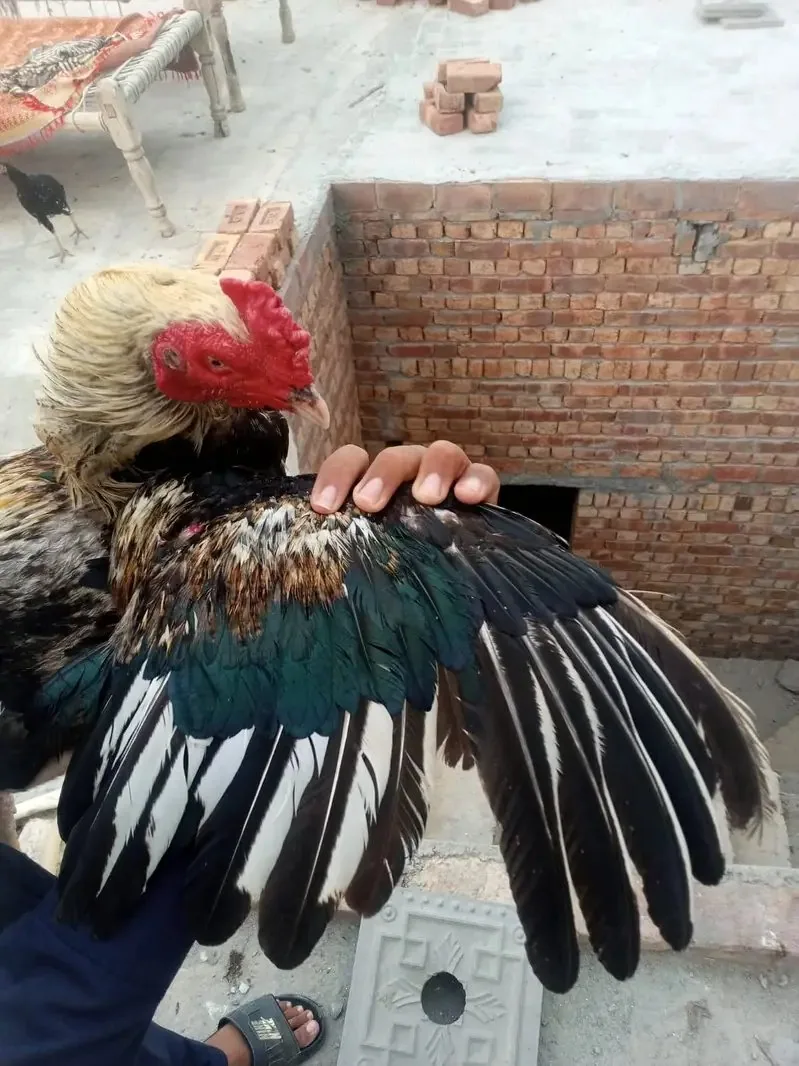 Breeder mianwali aseel murga fullscreen image 1