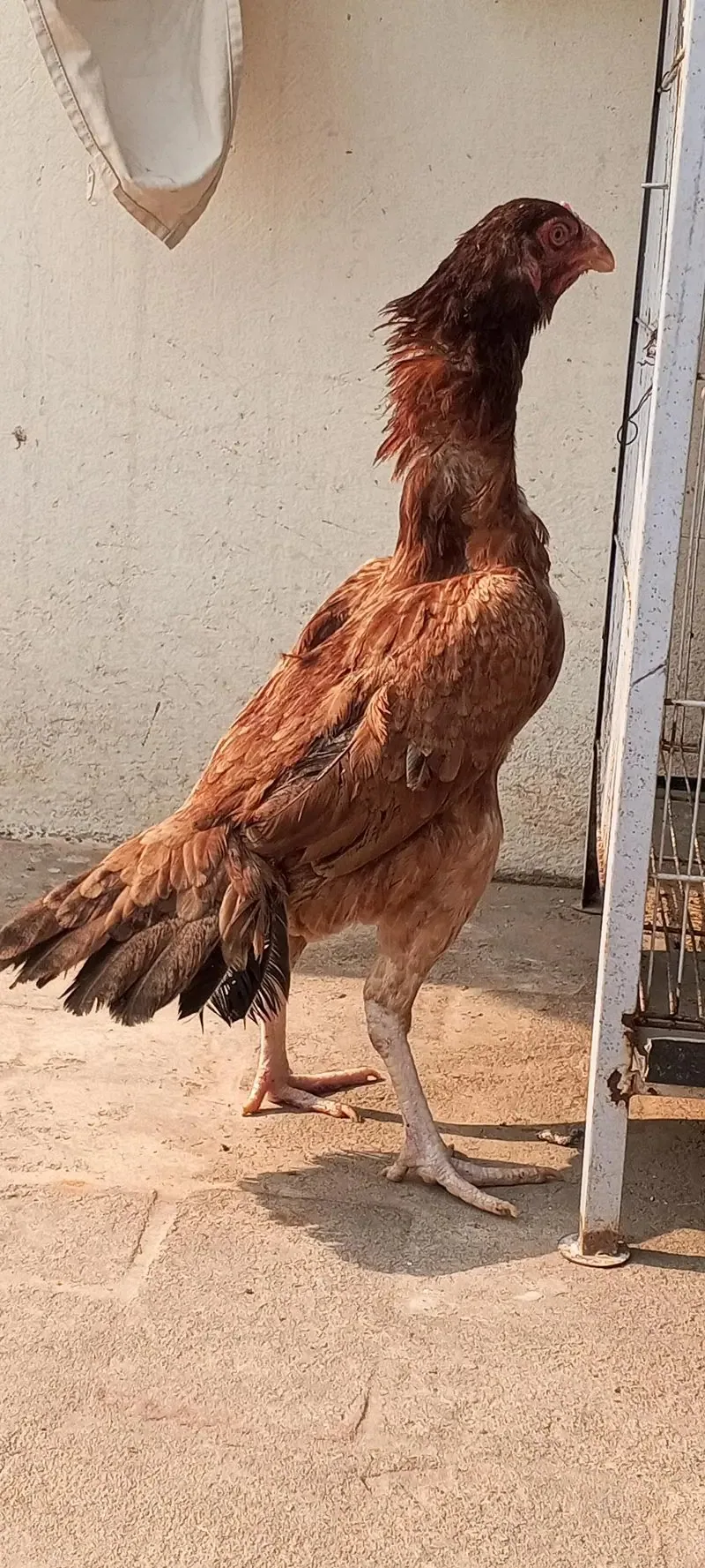 Breeder Aseel Murgi Eggs Laying Aseel Hen Female fullscreen image 1