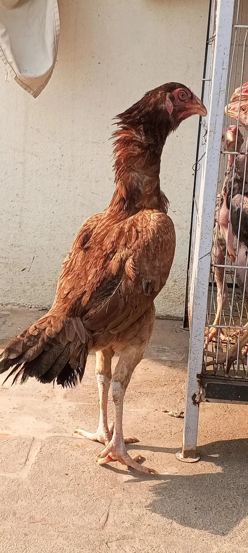Breeder Aseel Murgi Eggs Laying Aseel Hen Female fullscreen image 2
