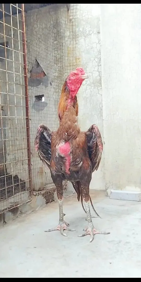Top Quality Aseel Patha available image 2