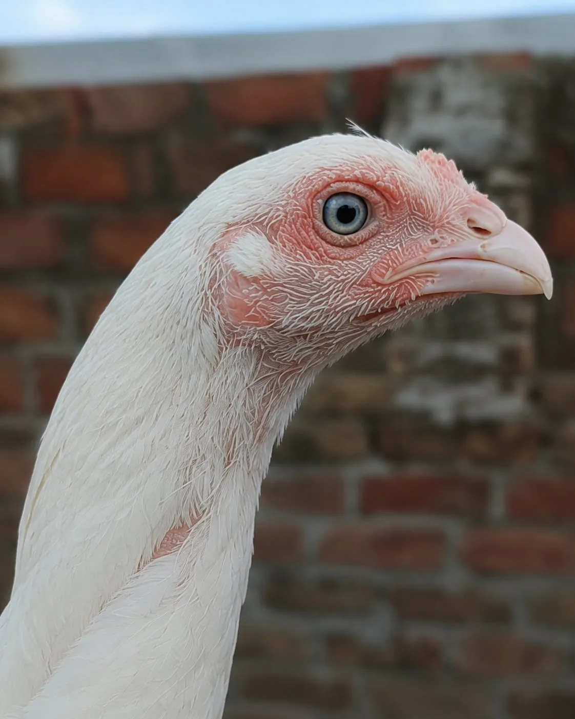 Pure White Heera Blue Eyes image 1