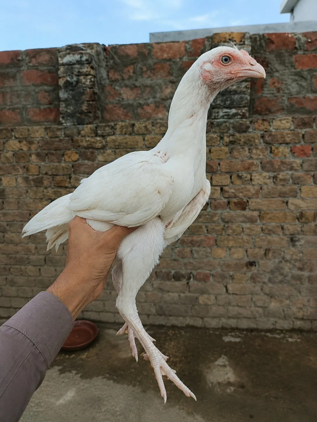 Pure White Heera Blue Eyes image 3