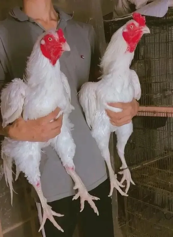 Heera/aseel/chick/eggs/pathy/madi/murga/hera/hira/hen/white/pure/aseel image 1