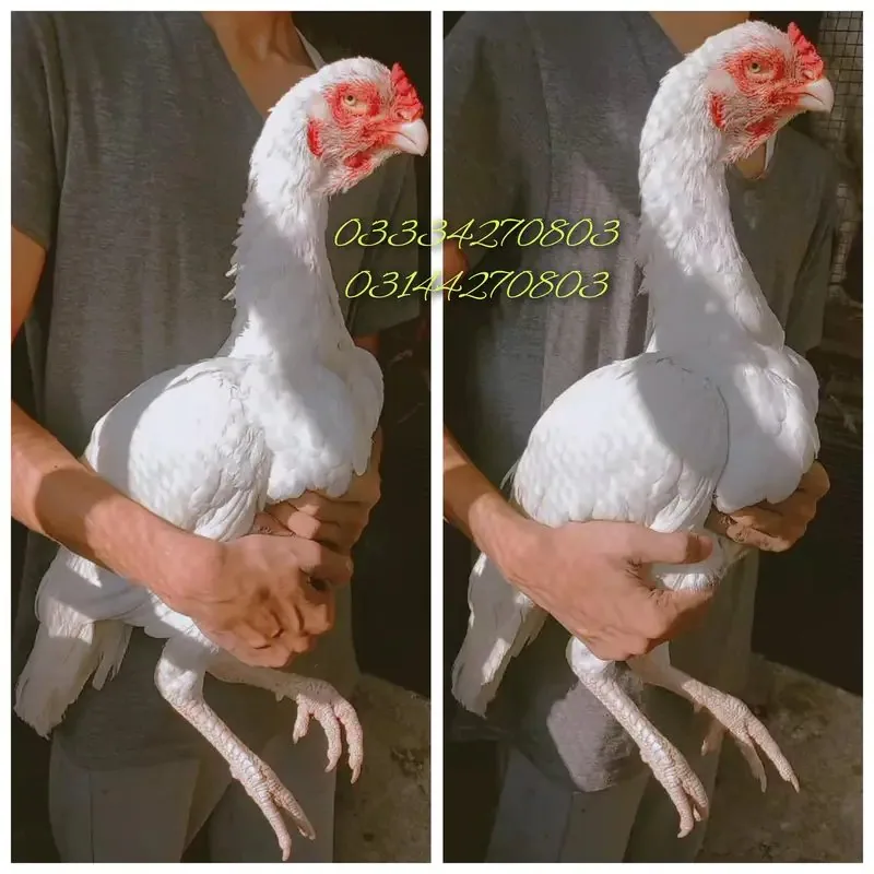 Heera/aseel/chick/eggs/pathy/madi/murga/hera/hira/hen/white/pure/aseel image 3