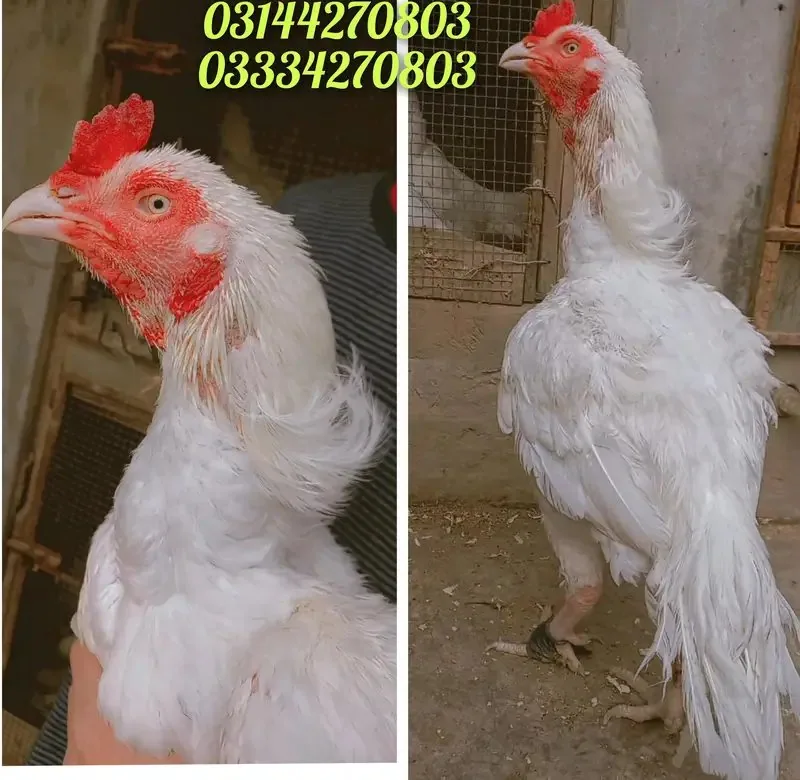 Heera/aseel/chick/eggs/pathy/madi/murga/hera/hira/hen/white/pure/aseel image 4