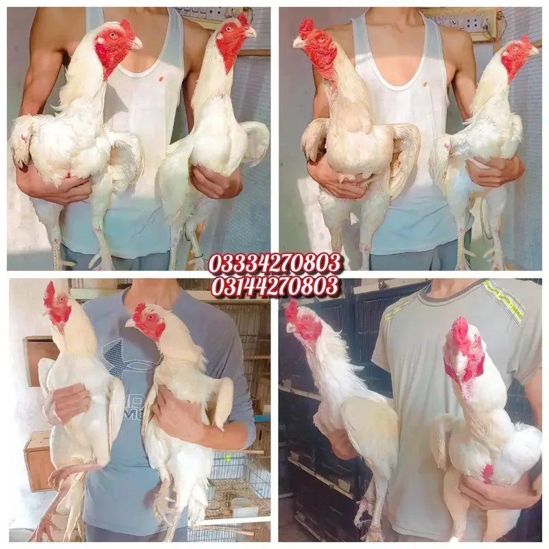 Heera/aseel/chick/eggs/pathy/madi/murga/hera/hira/hen/white/pure/aseel image 2
