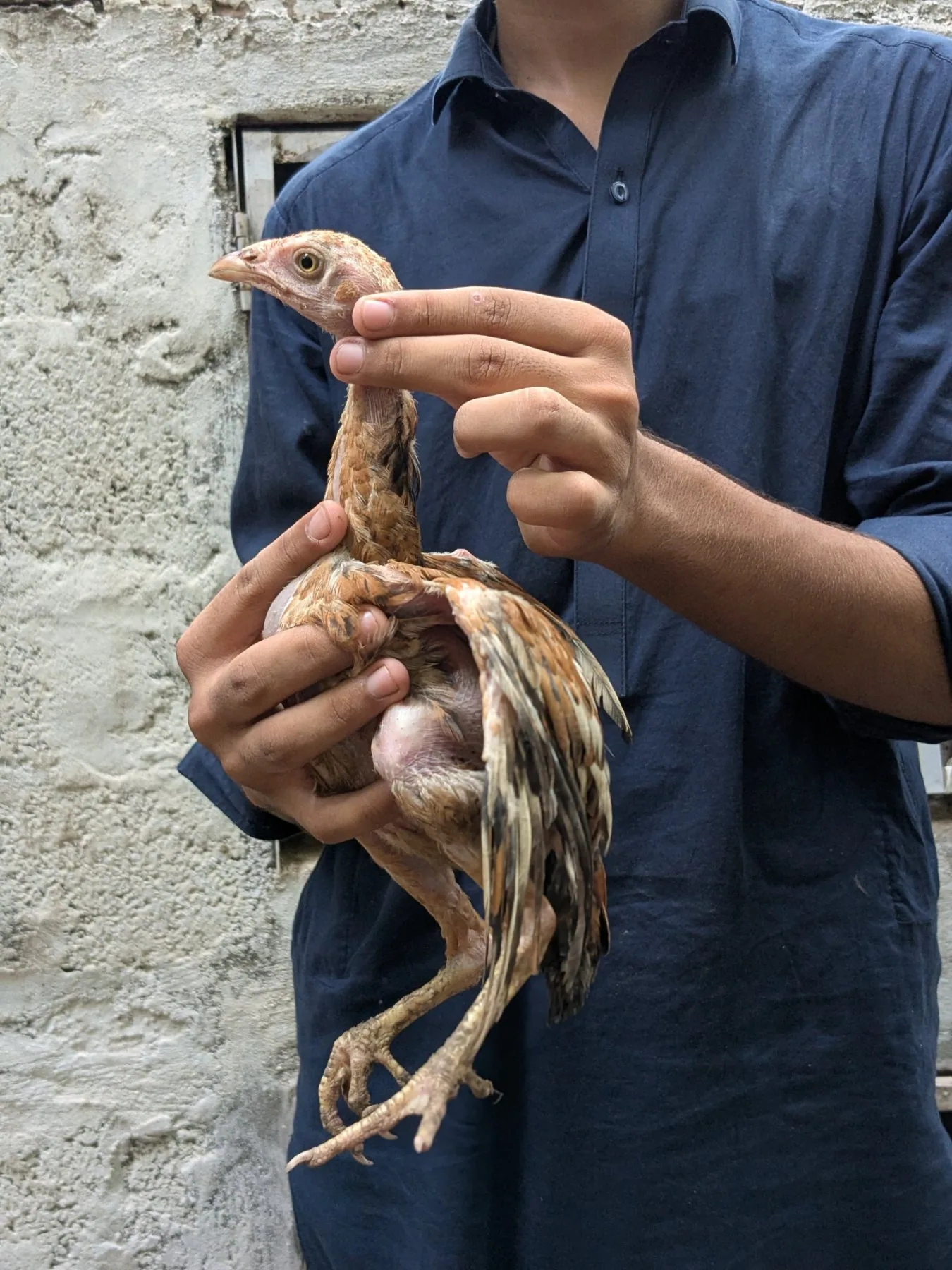 6 chicks for sale fullscreen image 4