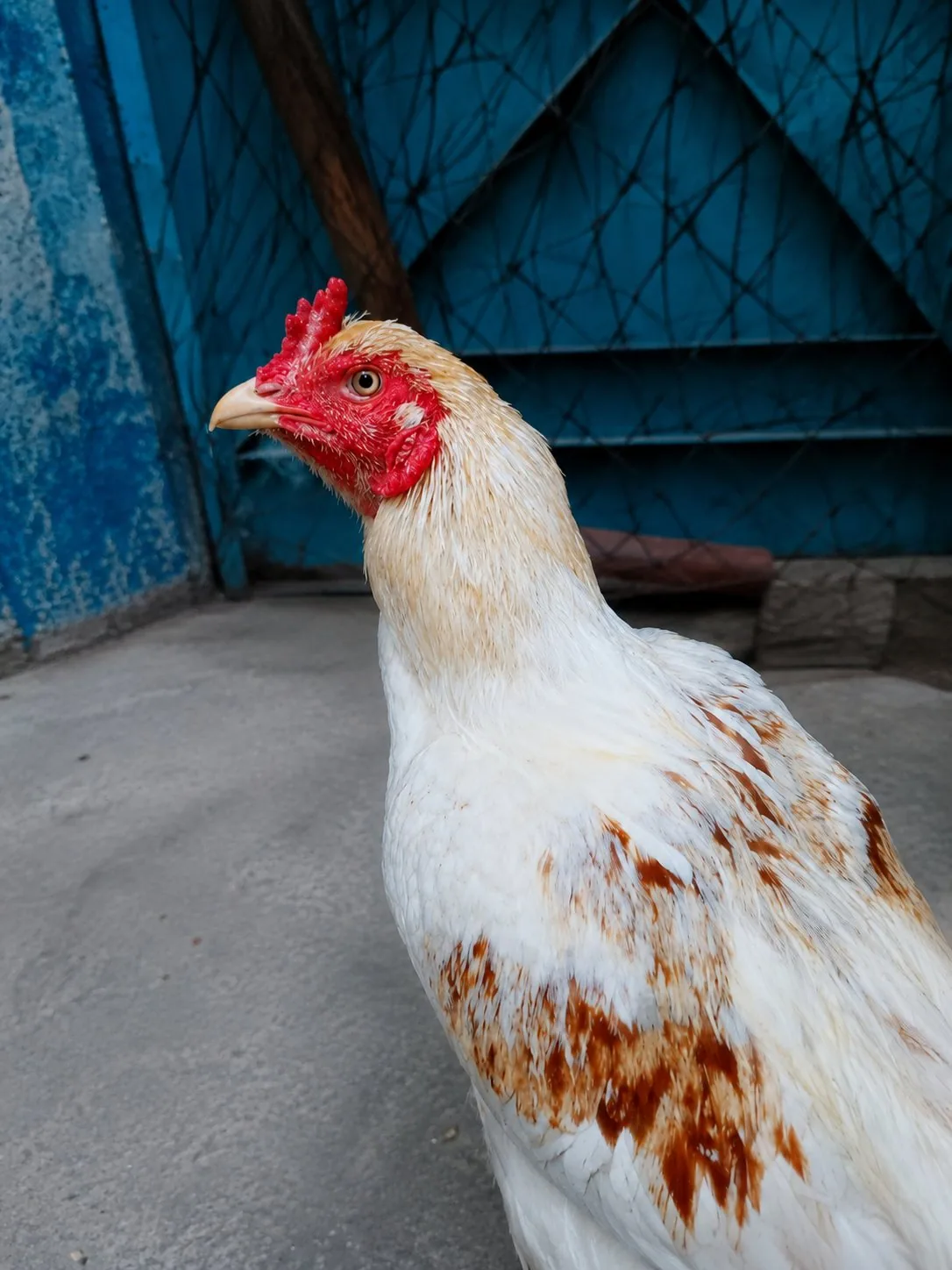 White lakha image 1