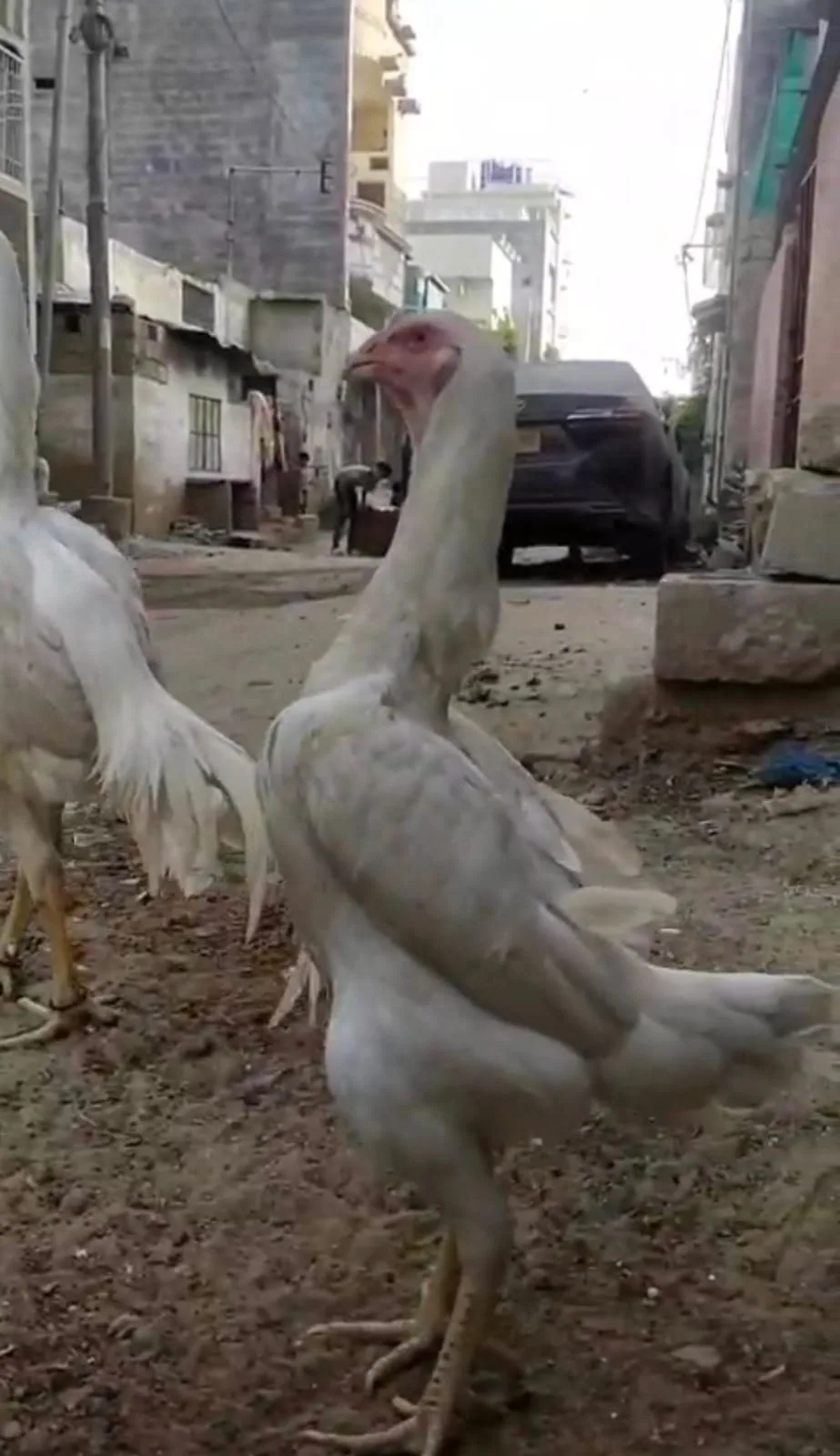 Pure White Shamo Breeding Trio | 1 Male + 2 Females | Healthy Breeder Set | Karachi image 5
