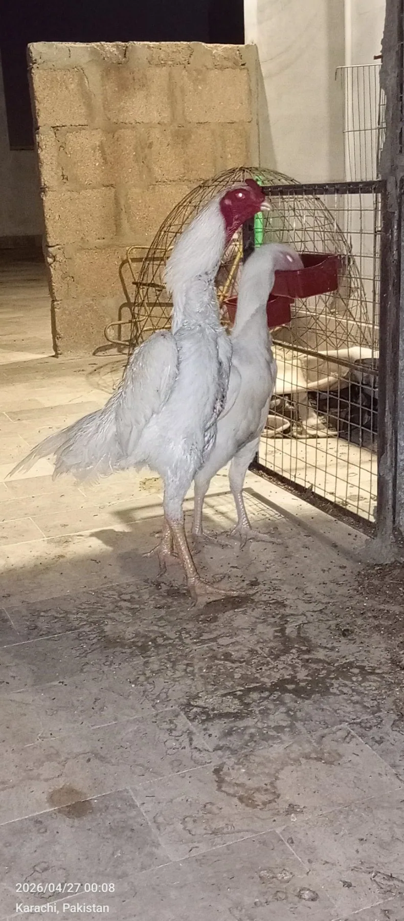 Pure White Shamo Breeding Trio | 1 Male + 2 Females | Healthy Breeder Set | Karachi