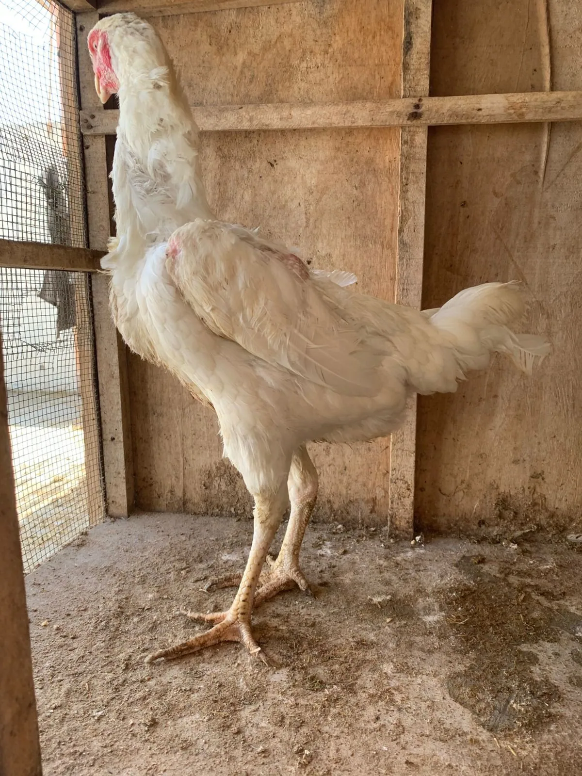 Pure White Shamo Breeding Trio | 1 Male + 2 Females | Healthy Breeder Set | Karachi image 7