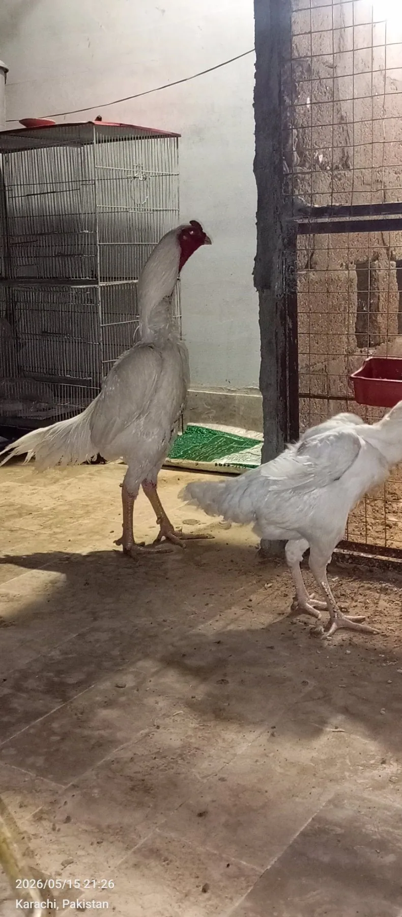 Pure White Shamo Breeding Trio | 1 Male + 2 Females | Healthy Breeder Set | Karachi image 3