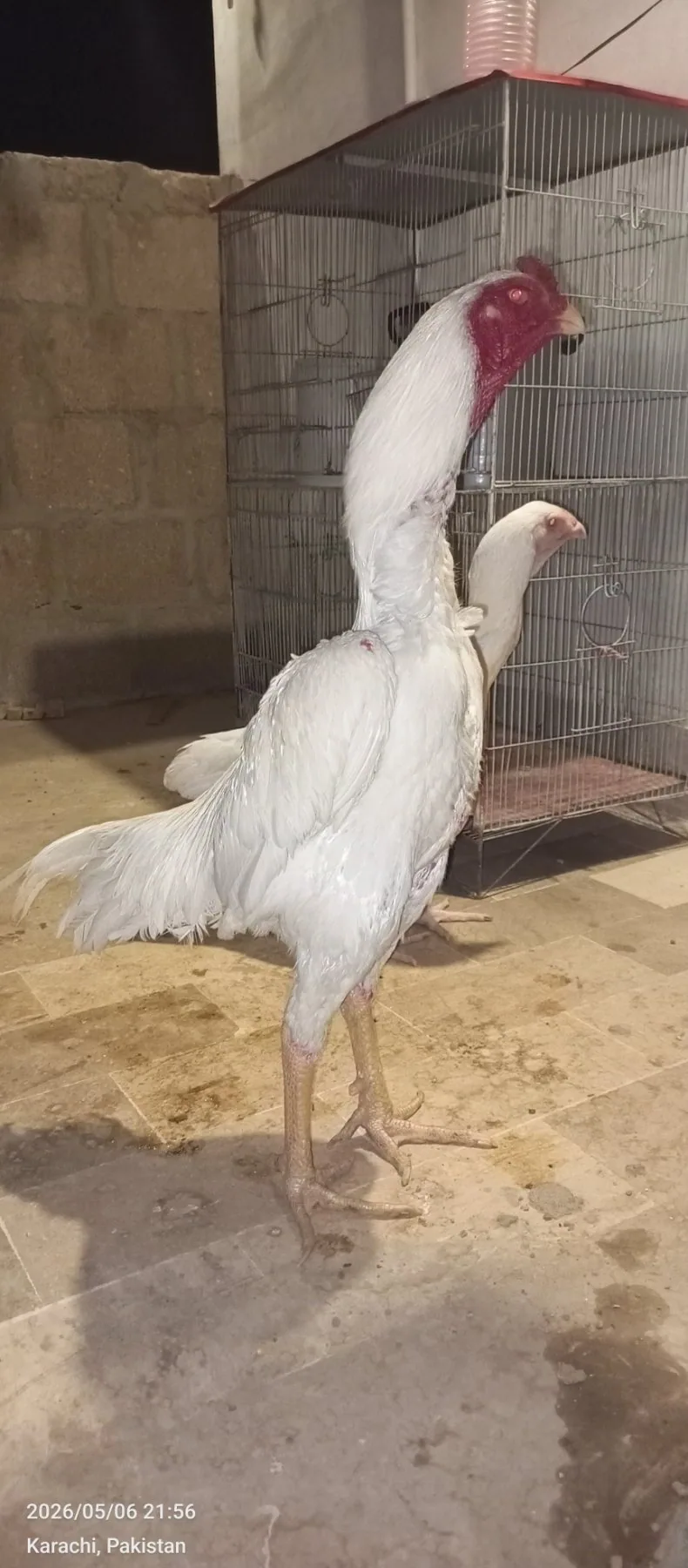 Pure White Shamo Breeding Trio | 1 Male + 2 Females | Healthy Breeder Set | Karachi image 4