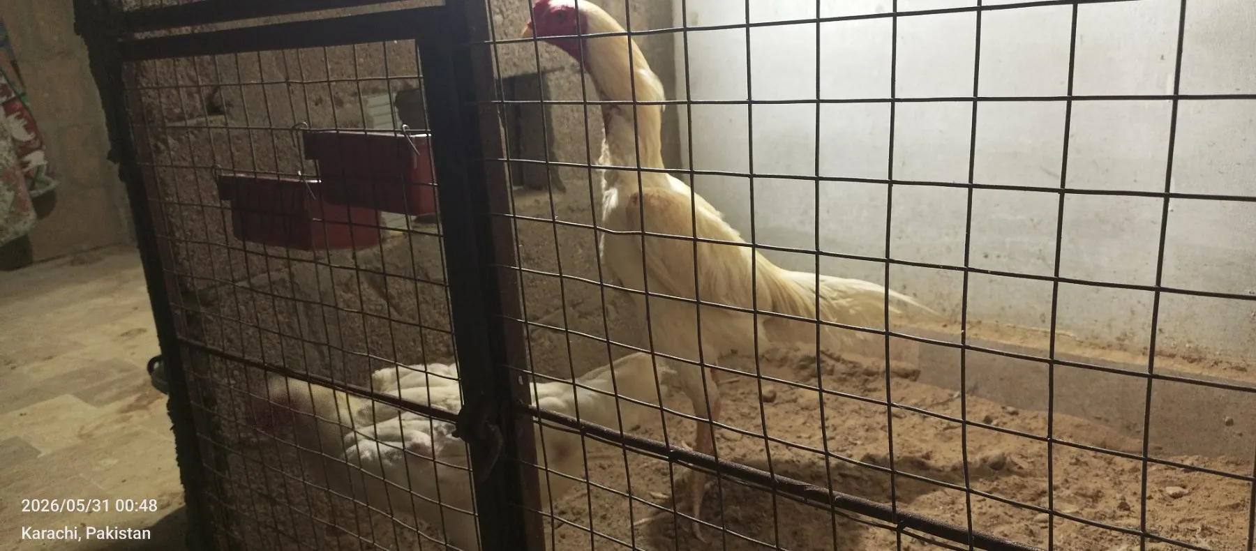 Pure White Shamo Breeding Trio | 1 Male + 2 Females | Healthy Breeder Set | Karachi image 2