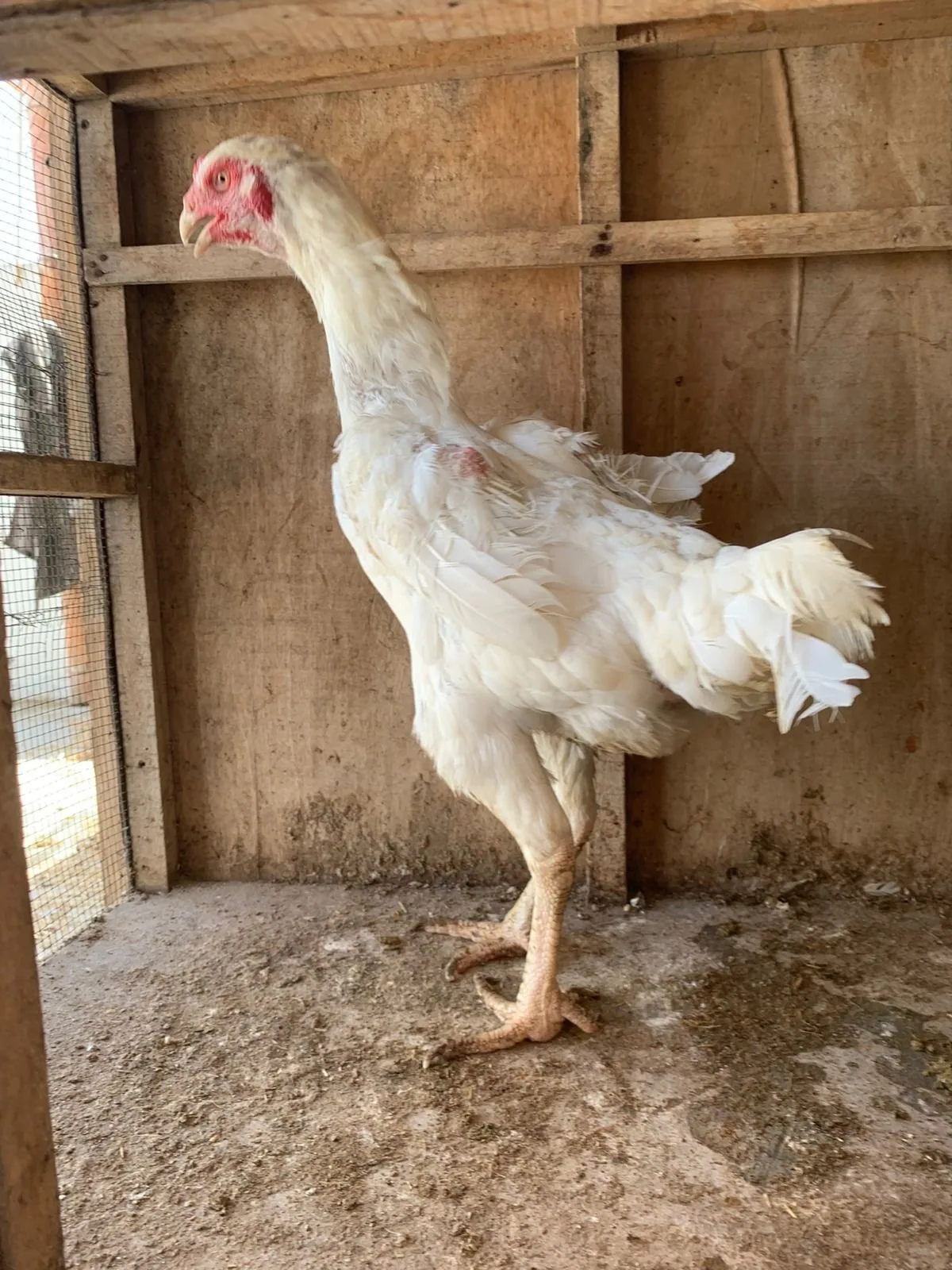 Pure White Shamo Breeding Trio | 1 Male + 2 Females | Healthy Breeder Set | Karachi image 6