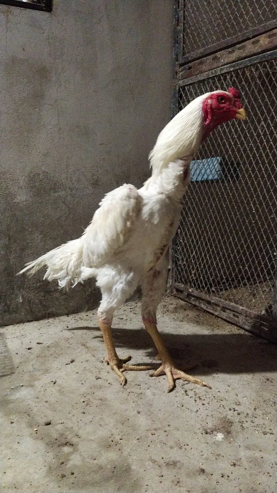 Pure White Shamo Breeding Trio | 1 Male + 2 Females | Healthy Breeder Set | Karachi image 8