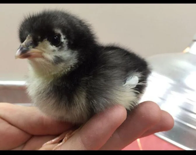Pure Australorp Chicks for Sale fullscreen image 2