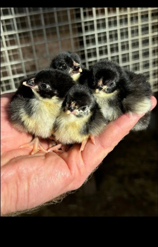Pure Australorp Chicks for Sale