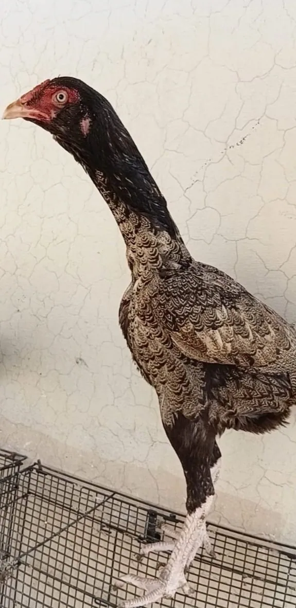 Thai Female + Mianwali Male aseel pair image 8