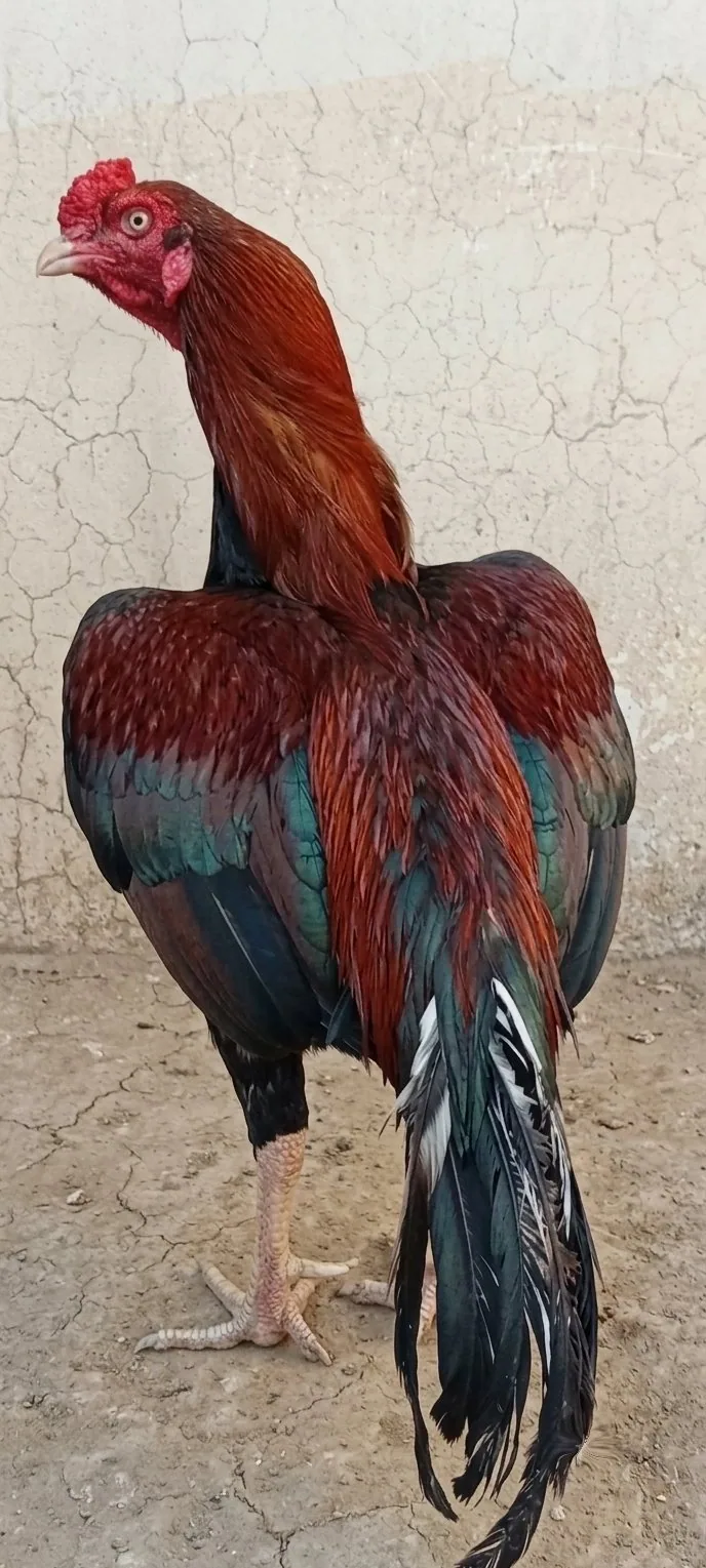 Thai Female + Mianwali Male aseel pair