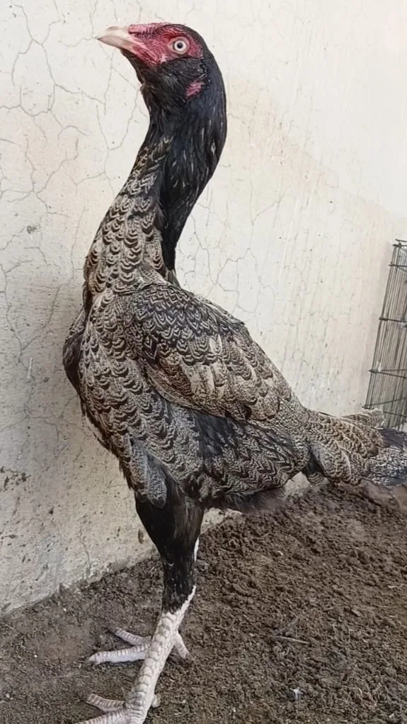 Thai Female + Mianwali Male aseel pair image 9