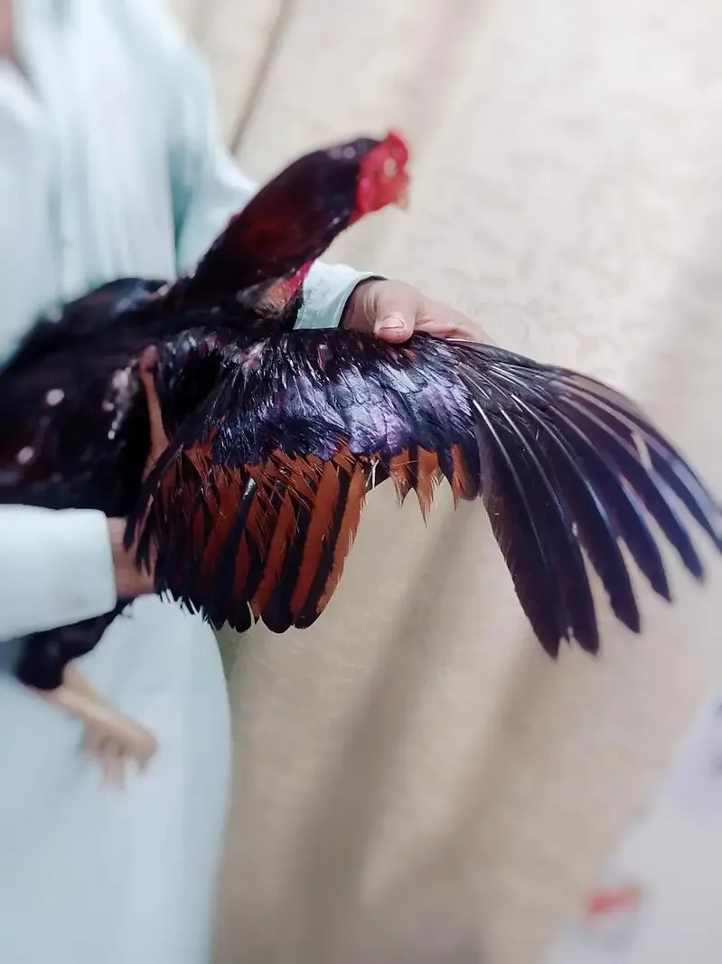 Mianwali aseel lakha murga image 2