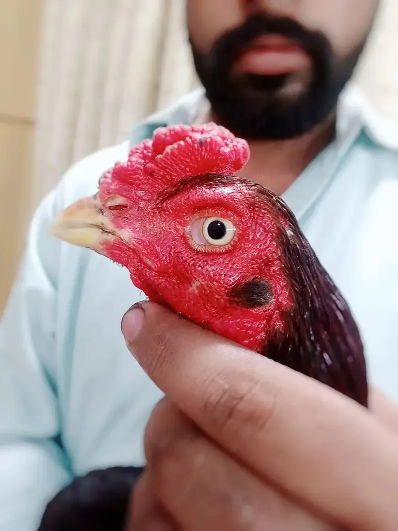 Mianwali aseel lakha murga image 1