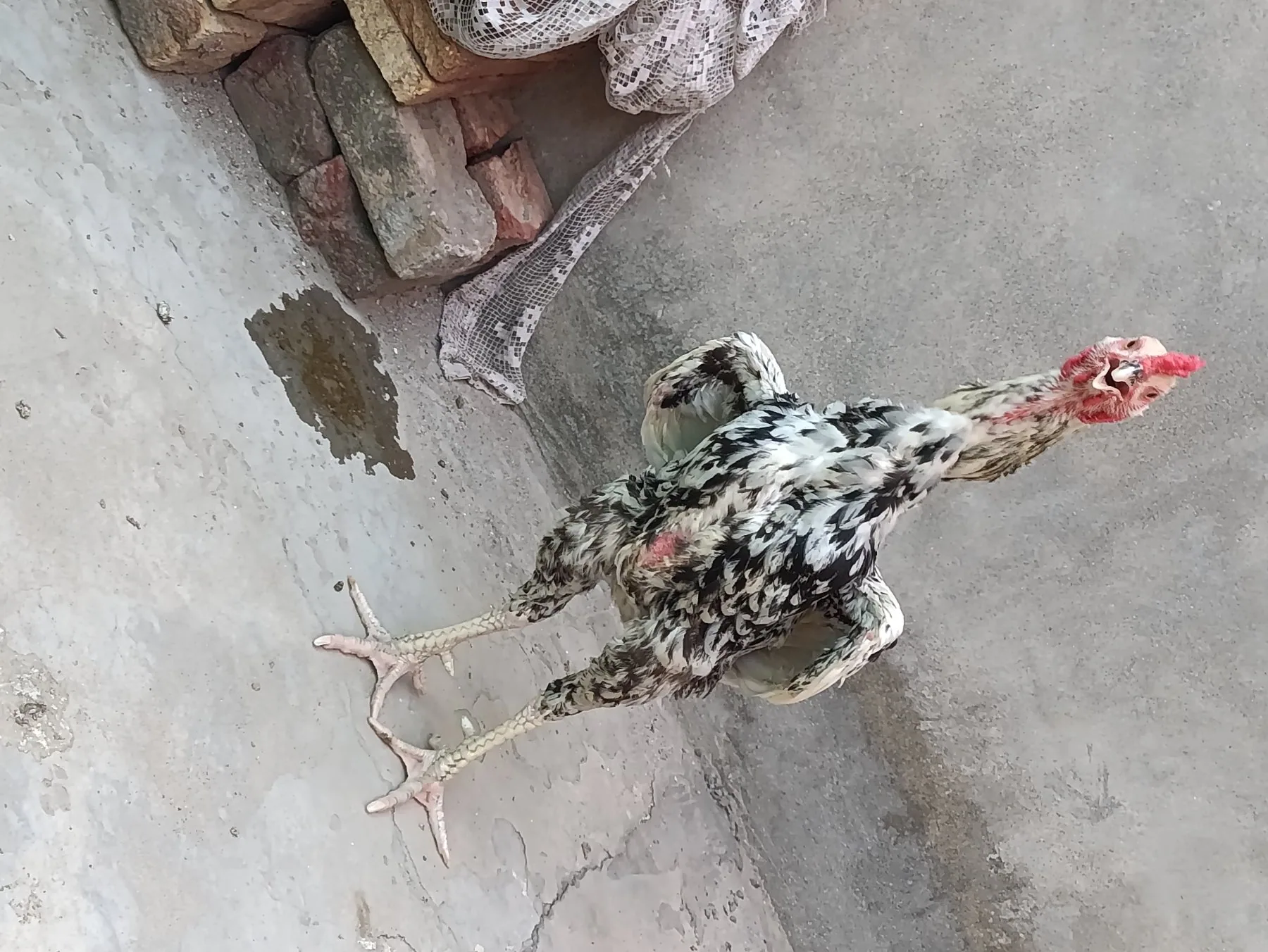 Aseel Cheena/Lakha fullscreen image 7