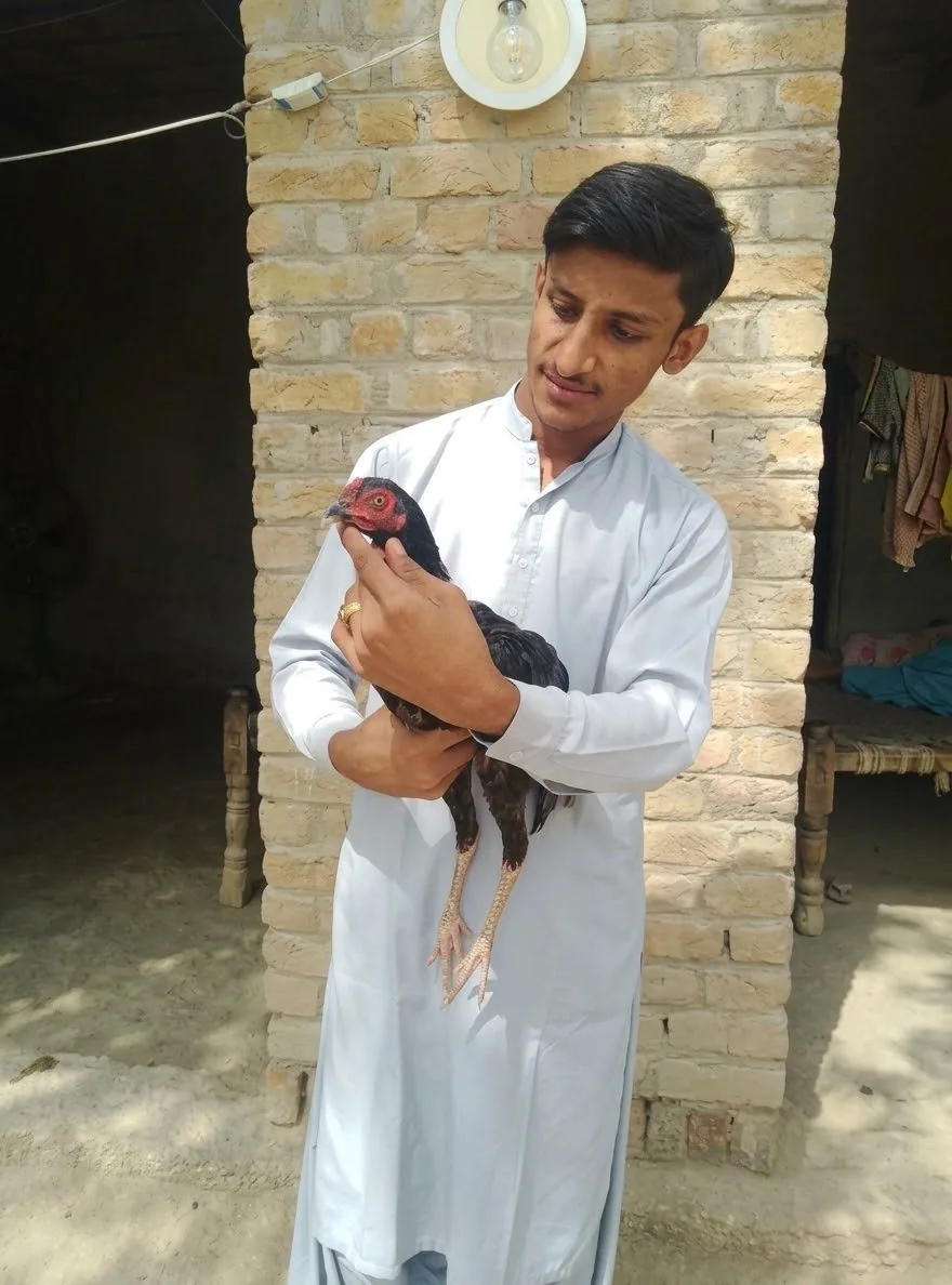 Aseel Sindhi young pathas image 1
