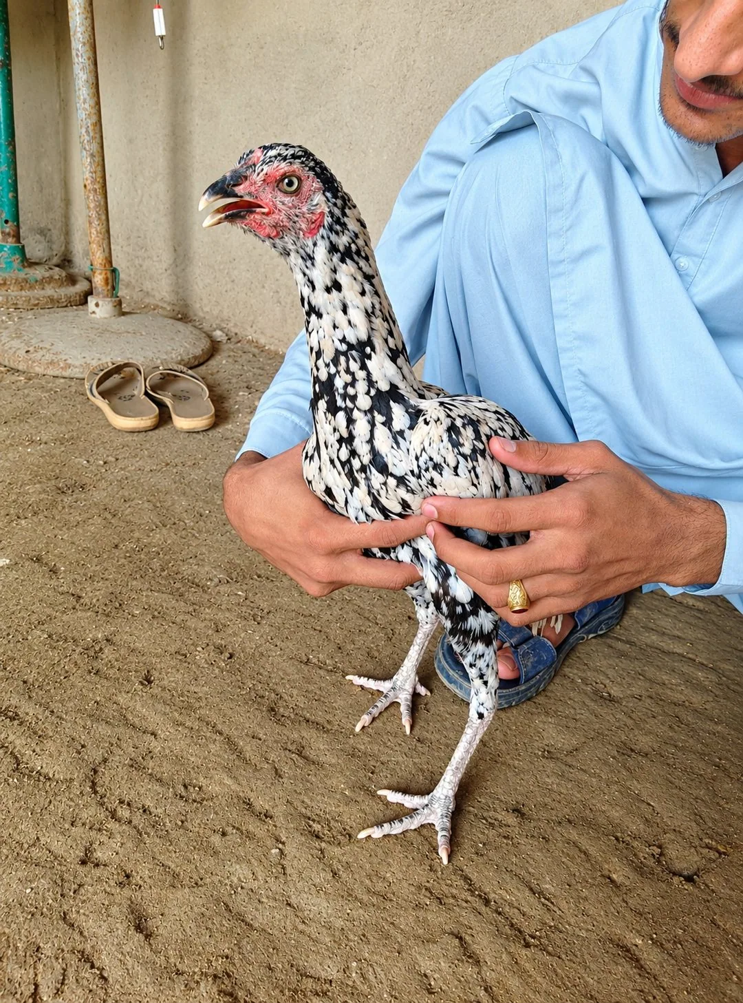 Aseel Sindhi young pathas image 8