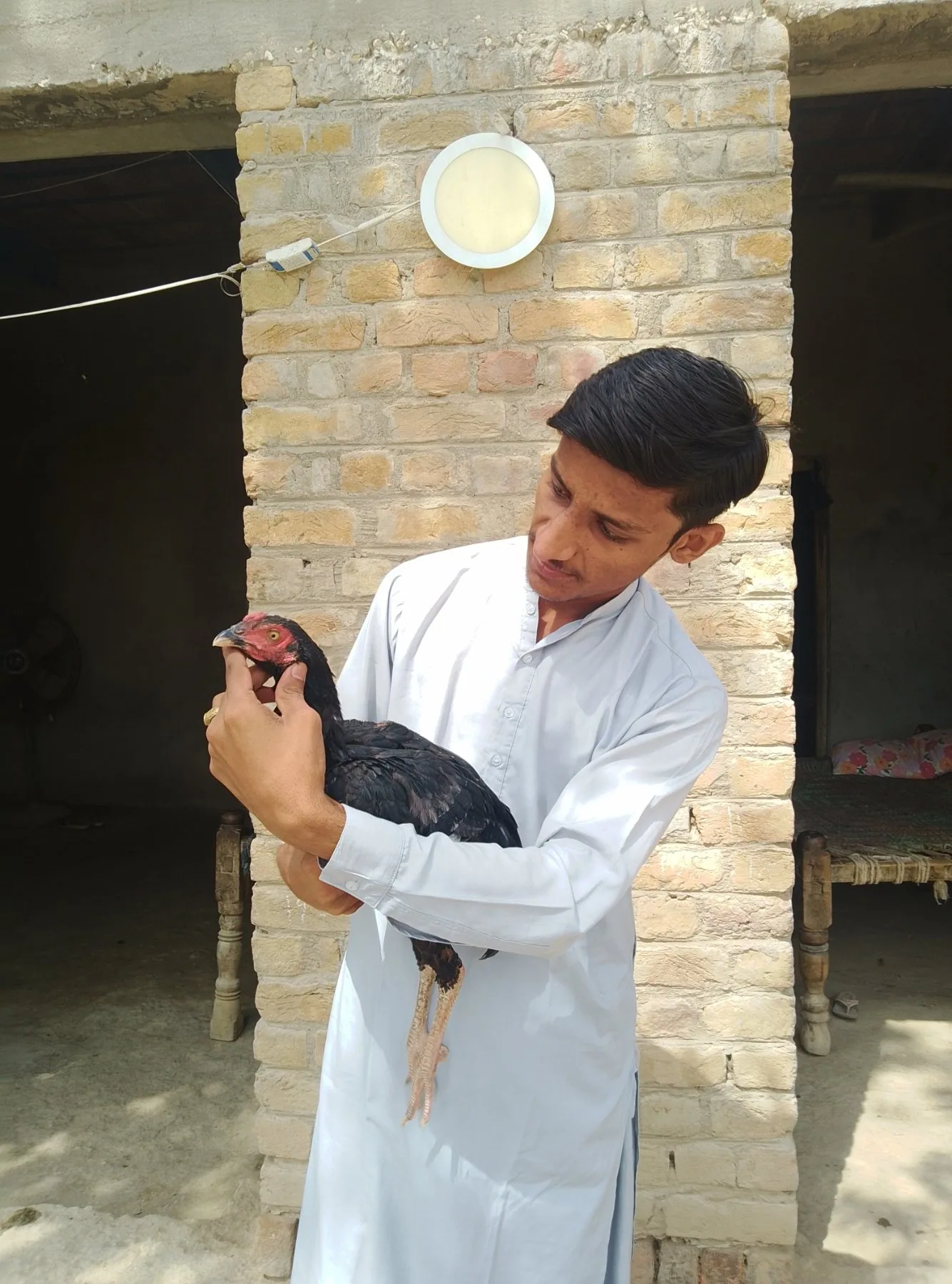 Aseel Sindhi young pathas image 9