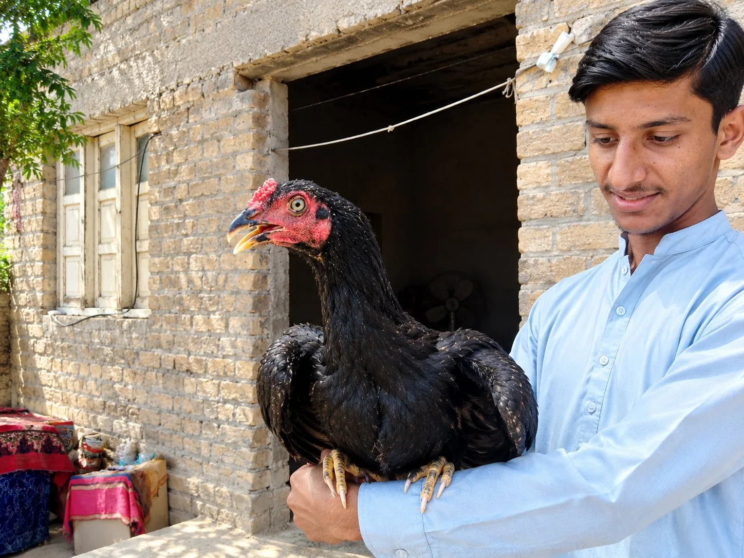 Aseel Sindhi young pathas image 6